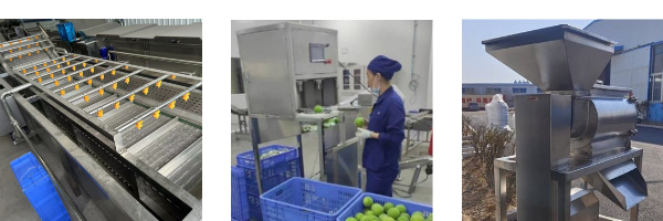 Avocado Production Line