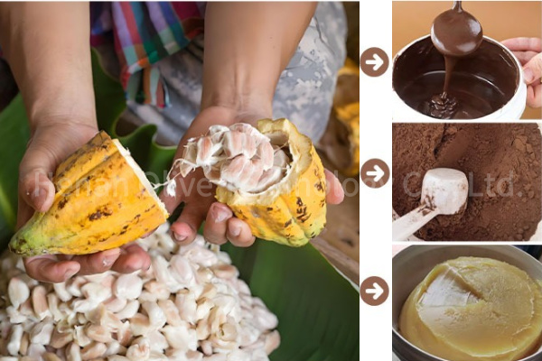 Core Process Flow of Cocoa Oil Production 
