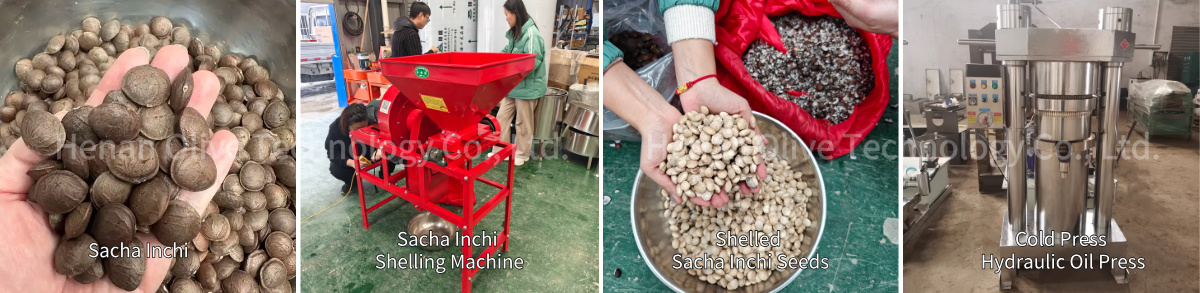Sacha Inchi oil extraction machine