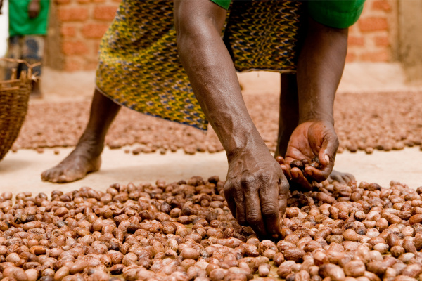 Case on Shea Nut Processing in West Africa: From Kernel Crushing to Shea Butter 