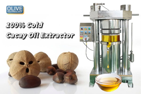 Cacay Nut Oil Hydraulic Cold Press Extraction Machine 