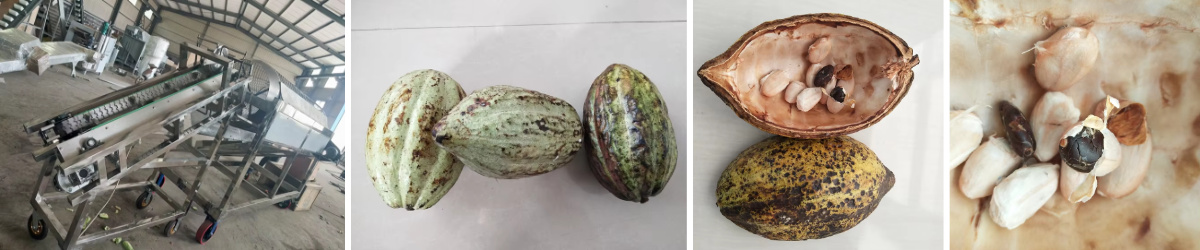 fresh cocoa pod cutting and splitting machine